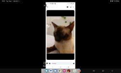 Lost Male Cat last seen Country club circle, Salt Lake City, UT 84109