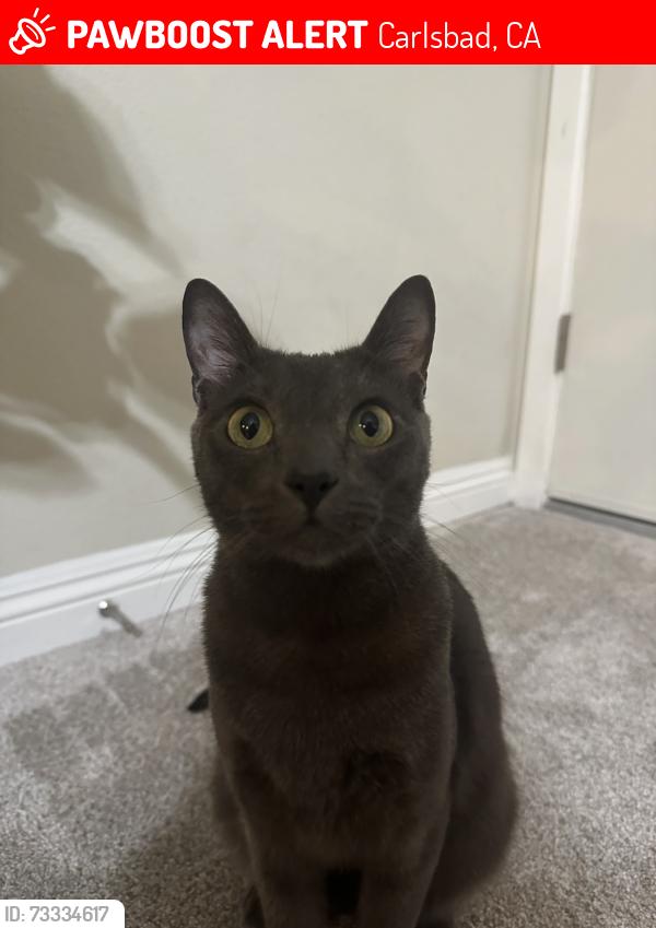 Lost Male Cat last seen Regent Rd Pontiac Dr, Carlsbad, CA 92010