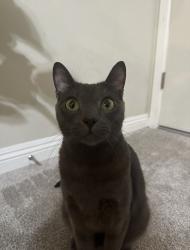 Lost Male Cat last seen Regent Rd Pontiac Dr, Carlsbad, CA 92010