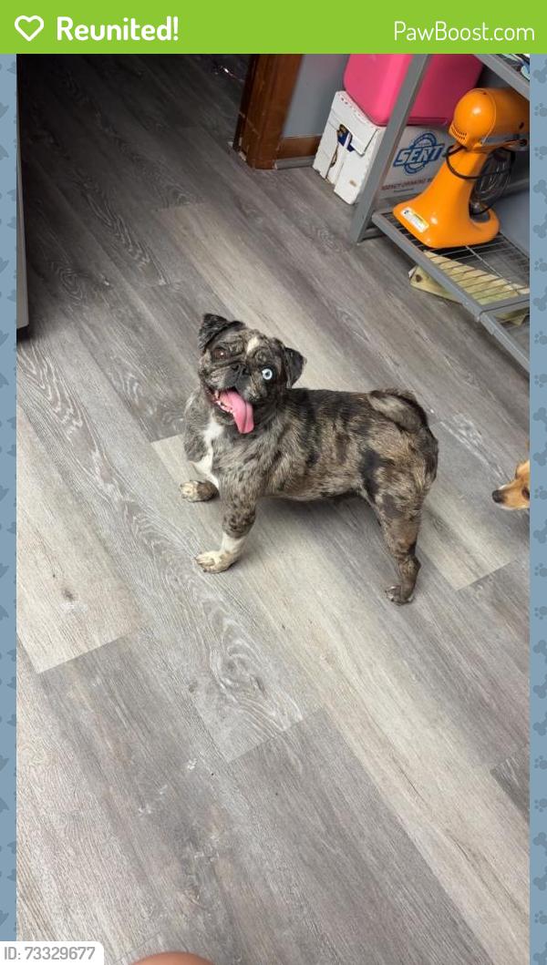 Reunited Female Dog last seen Near st.lucie county fairgrounds, Fort Pierce, FL 34987