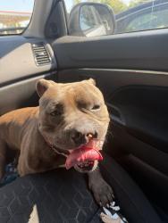 Found/Stray Male Dog last seen Guthrie’s chicken Valley Hills mall, Hickory, NC 28602