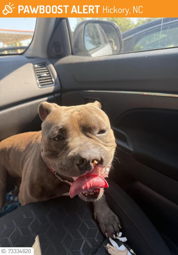 Found/Stray Male Dog last seen Guthrie’s chicken Valley Hills mall, Hickory, NC 28602