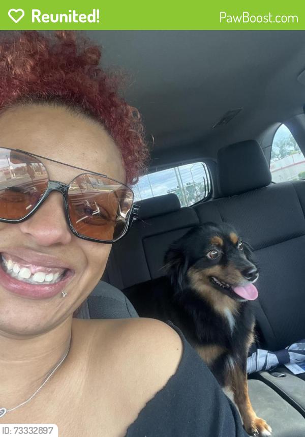 Reunited Male Dog last seen Pearl st and Springfield, Jacksonville, FL 32206