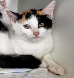 Shelter Stray Female Cat last seen Near Lee Avenue, STATEN ISLAND, NY, 10307, 3139 Veterans Rd W, Staten Island, NY 10309, USA