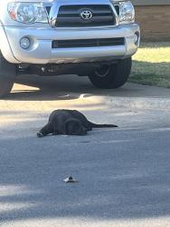 Found/Stray Male Dog last seen Near sw 17th street, Oklahoma City, OK 73108