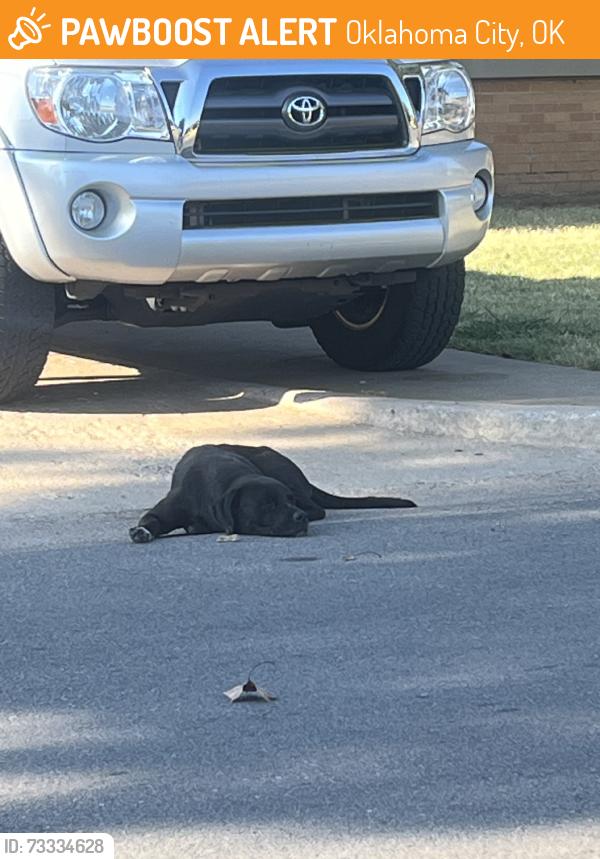 Found/Stray Male Dog last seen Near sw 17th street, Oklahoma City, OK 73108