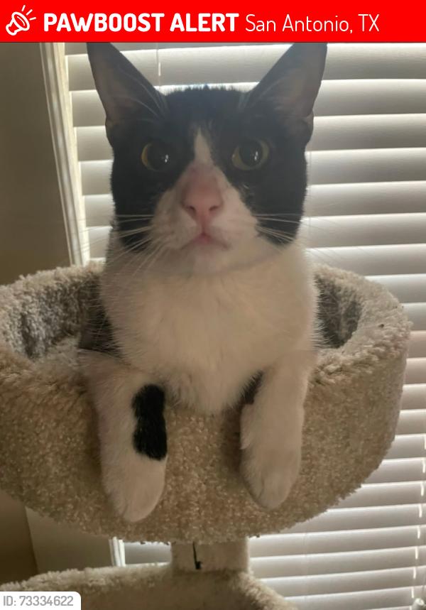 Lost Male Cat last seen Estes Avenue and Acacia Street, San Antonio, TX 78209