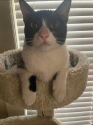 Lost Male Cat last seen Estes Avenue and Acacia Street, San Antonio, TX 78209