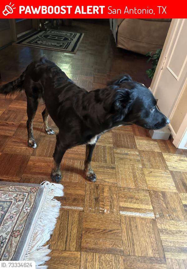 Lost Female Dog last seen Flatten Rd and Henze Rd off of Southton Rs, San Antonio, TX 78223