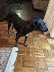 Lost Female Dog last seen Flatten Rd and Henze Rd off of Southton Rs, San Antonio, TX 78223