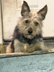 Lost Male Dog last seen Carl von linne School, Chicago, IL 60618