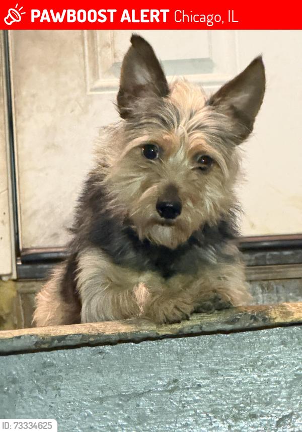 Lost Male Dog last seen Carl von linne School, Chicago, IL 60618