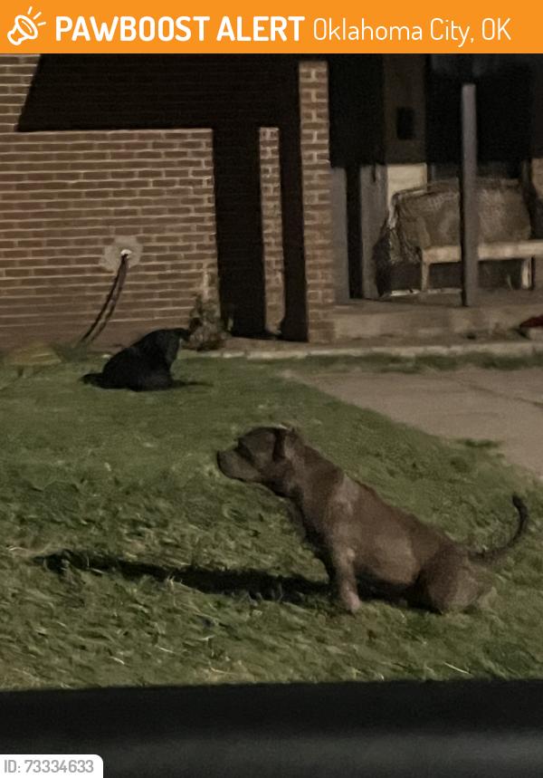 Found/Stray Female Dog last seen Near sw 17th street, Oklahoma City, OK 73108