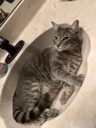 Lost Male Cat last seen Hickory Woods, off John Moore Rd south of Bloomingdale Ave., Brandon, FL 33511