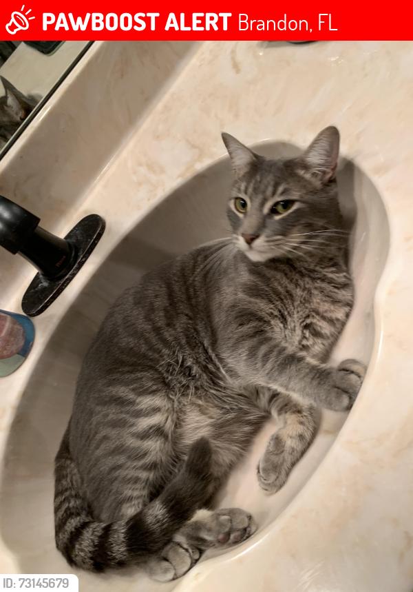 Lost Male Cat last seen Hickory Woods, off John Moore Rd south of Bloomingdale Ave., Brandon, FL 33511