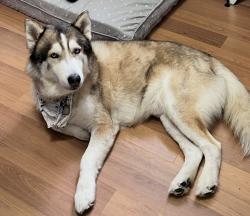 Reunited Male Dog last seen Near ave and 296 st, Homestead, FL 33030