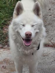 Reunited Male Dog last seen North Hill ests, Spring, TX 77373