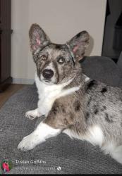 Lost Male Dog last seen 82nd/98th university, Lubbock, TX 79401