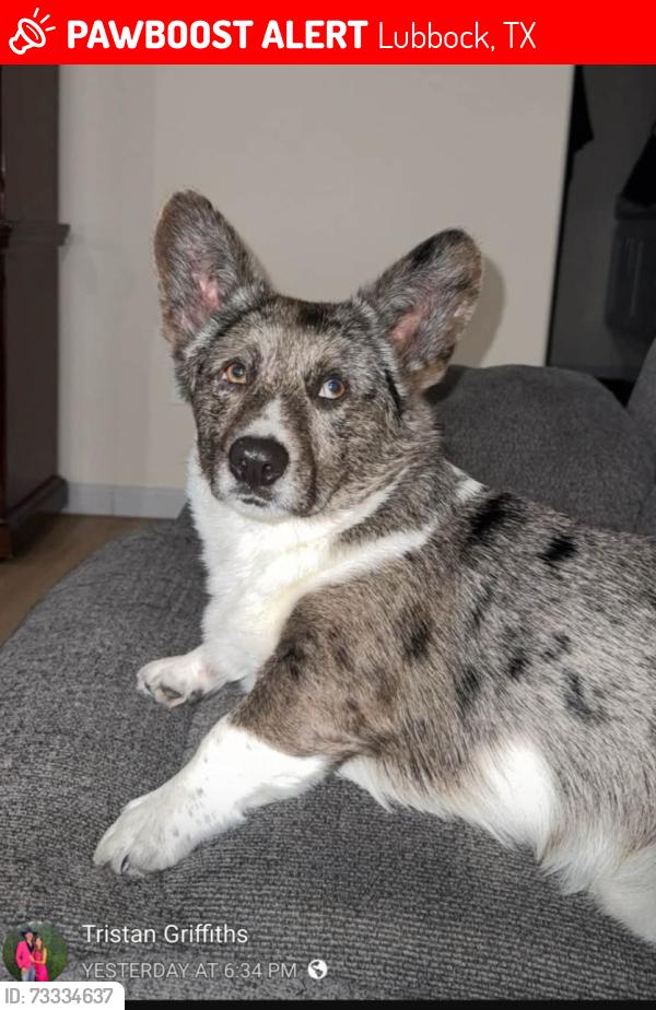 Lost Male Dog last seen 82nd/98th university, Lubbock, TX 79401