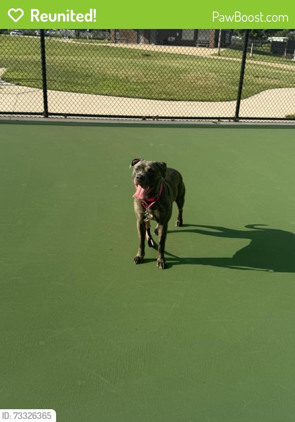 Reunited Female Dog last seen South Mattis and stonegate, Champaign, IL 61820