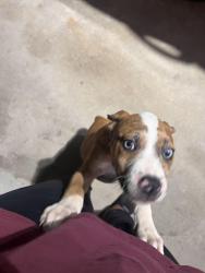 Found/Stray Male Dog last seen In my backyard. Refused to move from under my carport., Augusta, GA 30906
