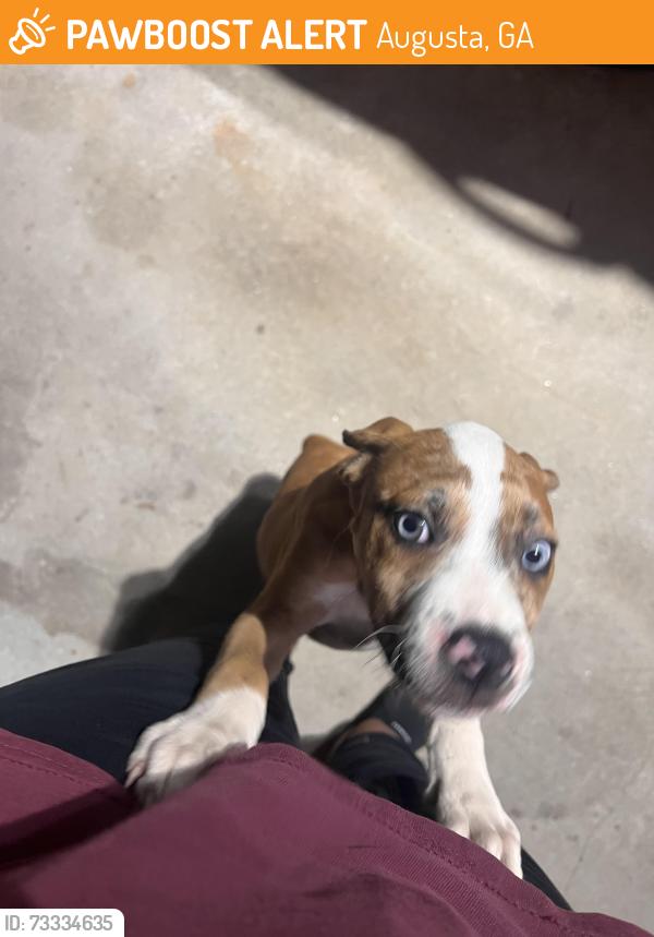 Found/Stray Male Dog last seen In my backyard. Refused to move from under my carport., Augusta, GA 30906