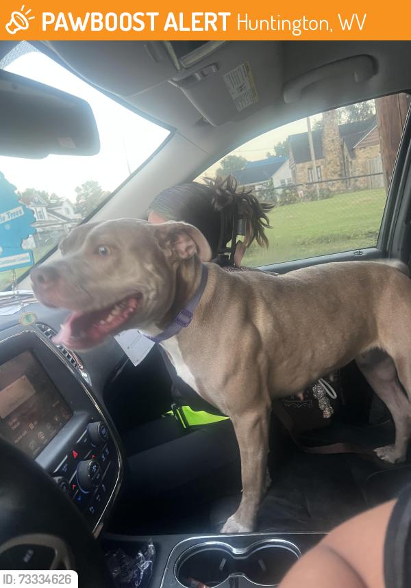 Found/Stray Female Dog last seen Madison Ave, Huntington, WV 25704