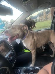 Found/Stray Female Dog last seen Madison Ave, Huntington, WV 25704
