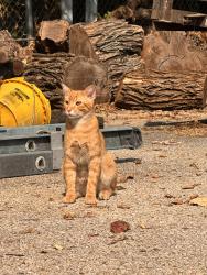 Found/Stray Male Cat last seen Lynn creek park, Grand Prairie, TX 75052