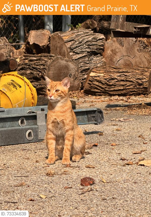 Found/Stray Male Cat last seen Lynn creek park, Grand Prairie, TX 75052