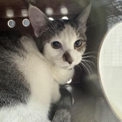 Shelter Stray Unknown Cat last seen , 124 Evergreen Ave, Newark, NJ 07114, USA