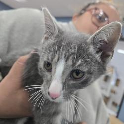 Shelter Stray Male Cat last seen , 124 Evergreen Ave, Newark, NJ 07114, USA