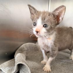 Shelter Stray Female Cat last seen , 4575 E Mesquite Ave, Palm Springs, CA 92264, USA