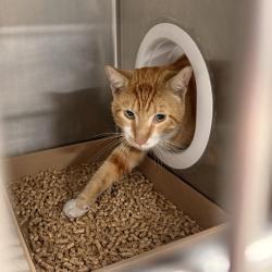 Shelter Stray Male Cat last seen , 124 Evergreen Ave, Newark, NJ 07114, USA