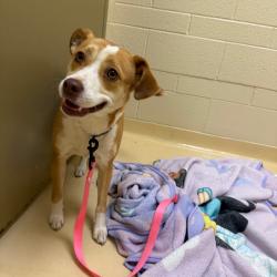 Shelter Stray Female Dog last seen , 5570 Sturmer Park Cir, Winston-Salem, NC 27105, USA