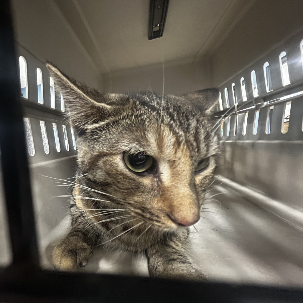Shelter Stray Male Cat last seen , 124 Evergreen Ave, Newark, NJ 07114, USA