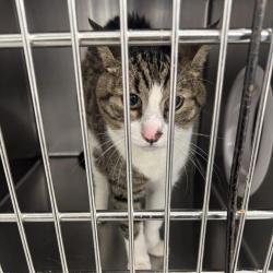 Shelter Stray Male Cat last seen , 124 Evergreen Ave, Newark, NJ 07114, USA