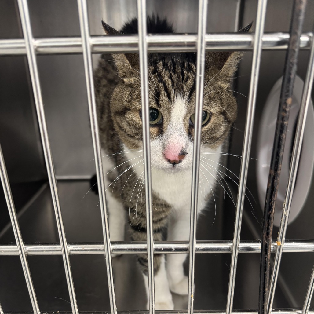 Shelter Stray Male Cat last seen , 124 Evergreen Ave, Newark, NJ 07114, USA