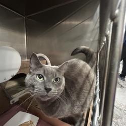 Shelter Stray Unknown Cat last seen , 124 Evergreen Ave, Newark, NJ 07114, USA