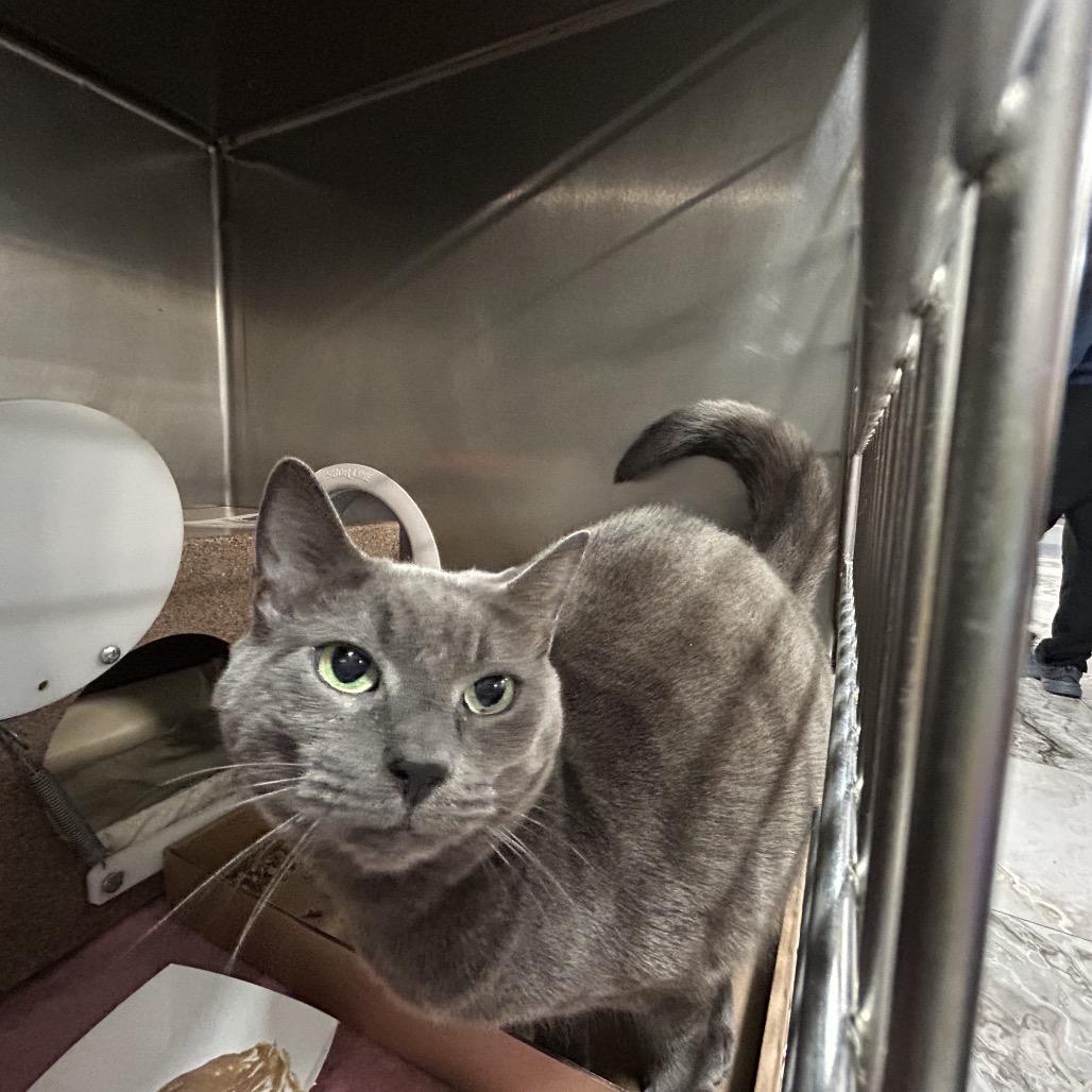 Shelter Stray Unknown Cat last seen , 124 Evergreen Ave, Newark, NJ 07114, USA
