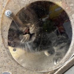 Shelter Stray Female Cat last seen , Animal Care & Control Team of Philly, 111 W Hunting Park Ave, Philadelphia, PA 19140, USA