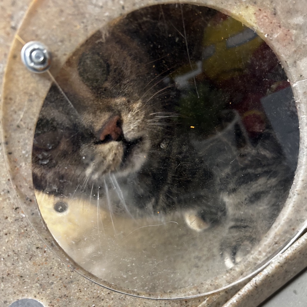 Shelter Stray Female Cat last seen , Animal Care & Control Team of Philly, 111 W Hunting Park Ave, Philadelphia, PA 19140, USA