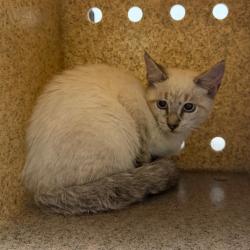 Shelter Stray Unknown Cat last seen , Animal Care & Control Team of Philly, 111 W Hunting Park Ave, Philadelphia, PA 19140, USA