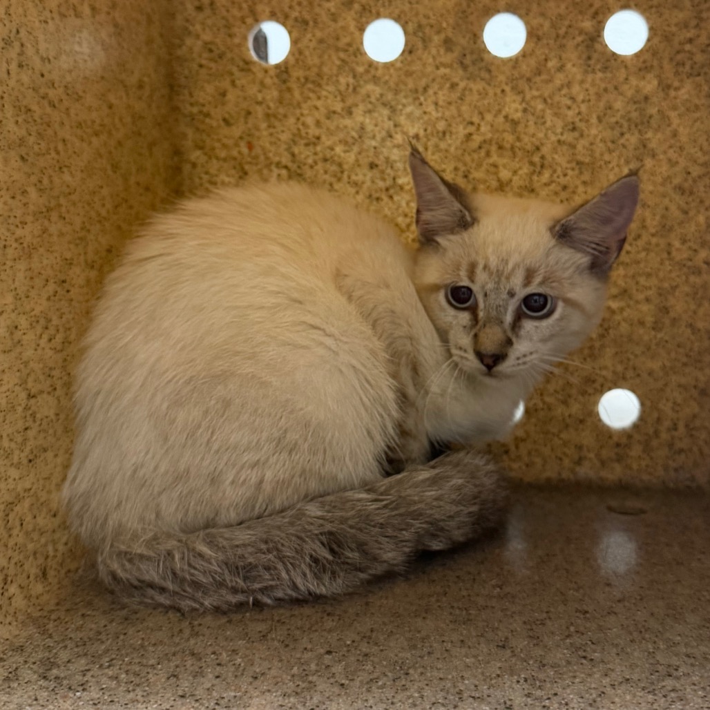 Shelter Stray Unknown Cat last seen , Animal Care & Control Team of Philly, 111 W Hunting Park Ave, Philadelphia, PA 19140, USA