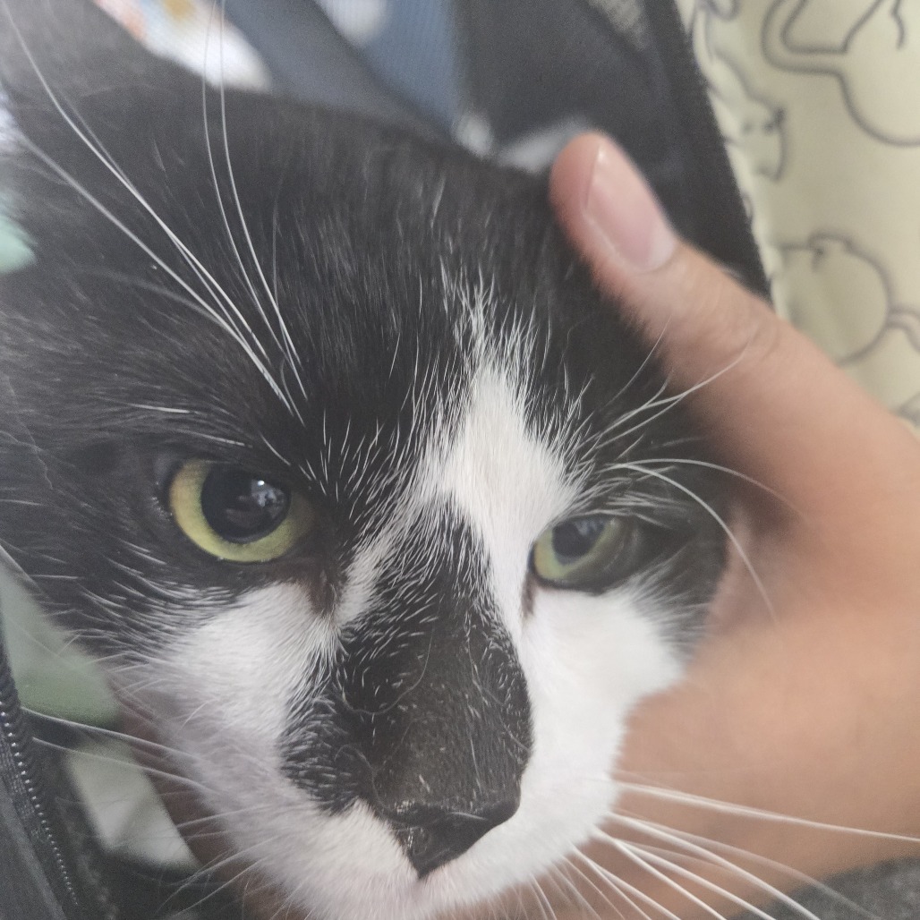 Shelter Stray Male Cat last seen , 124 Evergreen Ave, Newark, NJ 07114, USA