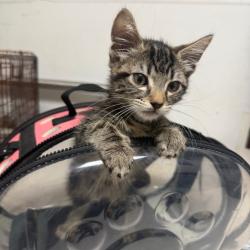 Shelter Stray Unknown Cat last seen , Animal Care & Control Team of Philly, 111 W Hunting Park Ave, Philadelphia, PA 19140, USA
