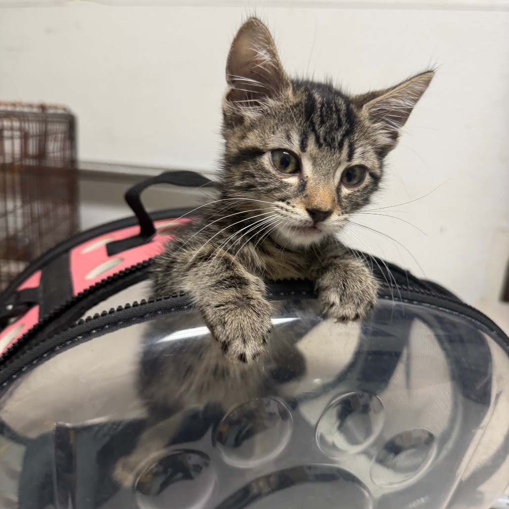 Shelter Stray Unknown Cat last seen , Animal Care & Control Team of Philly, 111 W Hunting Park Ave, Philadelphia, PA 19140, USA