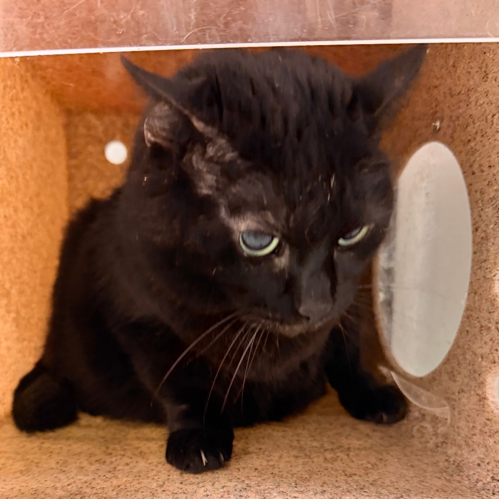 Shelter Stray Unknown Cat last seen , Animal Care & Control Team of Philly, 111 W Hunting Park Ave, Philadelphia, PA 19140, USA
