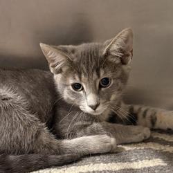 Shelter Stray Male Cat last seen , 124 Evergreen Ave, Newark, NJ 07114, USA