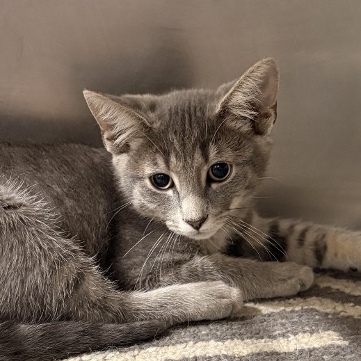 Shelter Stray Male Cat last seen , 124 Evergreen Ave, Newark, NJ 07114, USA